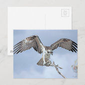 Osprey Briefkaart (Voorkant / Achterkant)