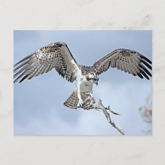 Osprey Briefkaart (Voorkant)