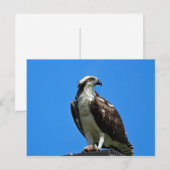 Osprey Briefkaart (Voorkant / Achterkant)