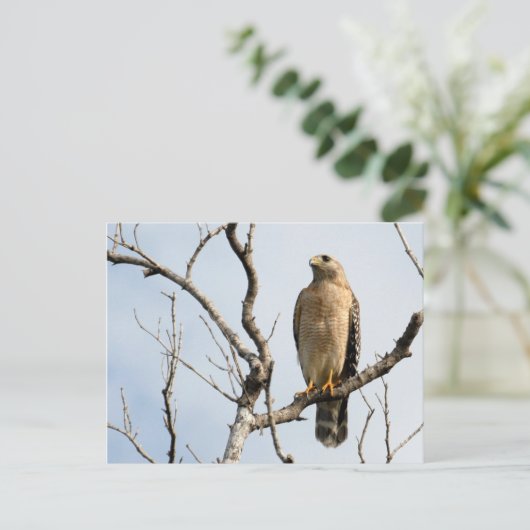 Osprey-Briefkaarten Briefkaart (Staand voorkant)