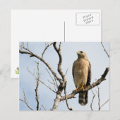 Osprey-Briefkaarten Briefkaart (Voorkant / Achterkant)