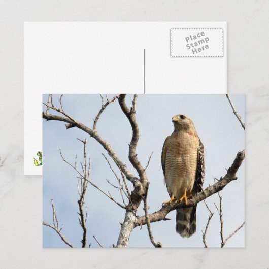 Osprey-Briefkaarten Briefkaart (Voorkant / Achterkant)