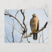 Osprey-Briefkaarten Briefkaart (Voorkant)