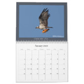 Osprey Calendar Kalender (Jan 2026)