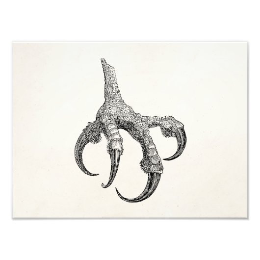  Osprey Claw - Aangepaste kleuterwetten Foto Afdruk (Voorkant)