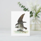 Osprey door Audubon Briefkaart (Staand voorkant)