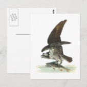 Osprey door Audubon Briefkaart (Voorkant / Achterkant)
