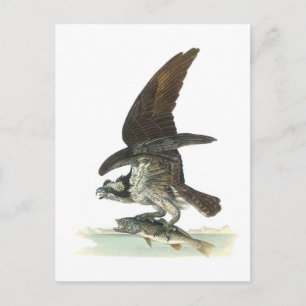 Osprey door Audubon Briefkaart