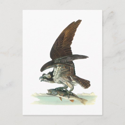 Osprey door Audubon Briefkaart (Voorkant)