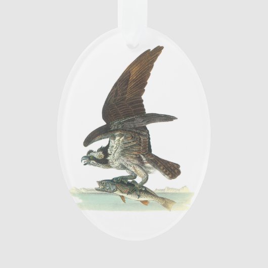 Osprey door Audubon Ornament (voorkant)