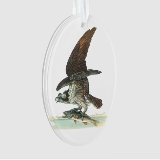 Osprey door Audubon Ornament (voorkant)