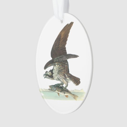 Osprey door Audubon Ornament (voorkant)