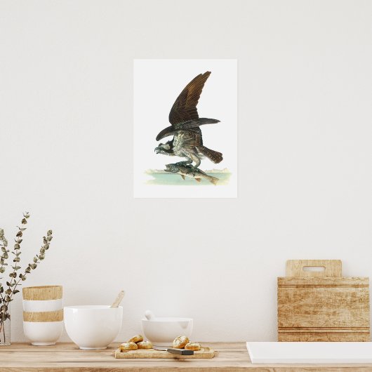 Osprey door Audubon Poster (Keuken)