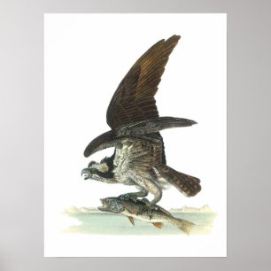 Osprey door Audubon Poster