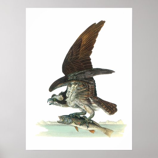 Osprey door Audubon Poster (Voorkant)