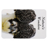 Osprey Eyes Flexi Magnet Magneet (Horizontaal)