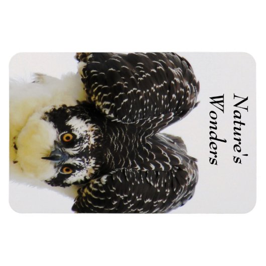 Osprey Eyes Flexi Magnet Magneet (Horizontaal)