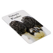 Osprey Eyes Flexi Magnet Magneet (Rechterzijde)