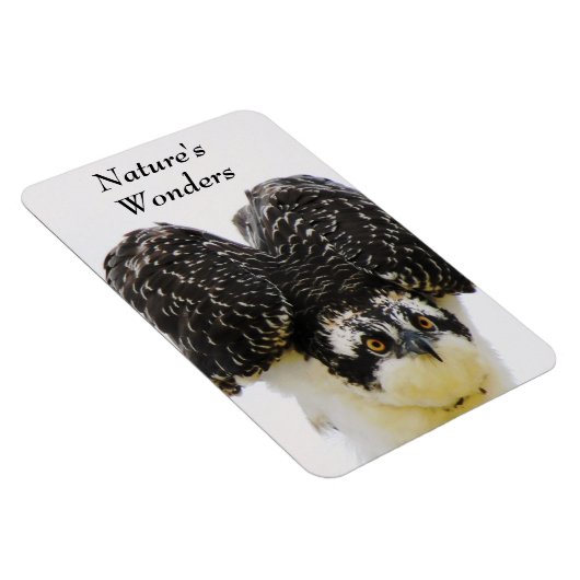 Osprey Eyes Flexi Magnet Magneet (Rechterzijde)