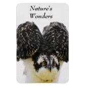 Osprey Eyes Flexi Magnet Magneet (Verticaal)