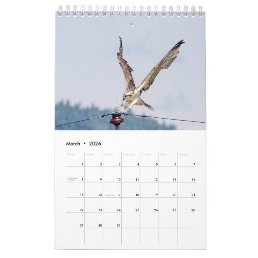 Osprey familie 2026 kalender (Mar 2026)