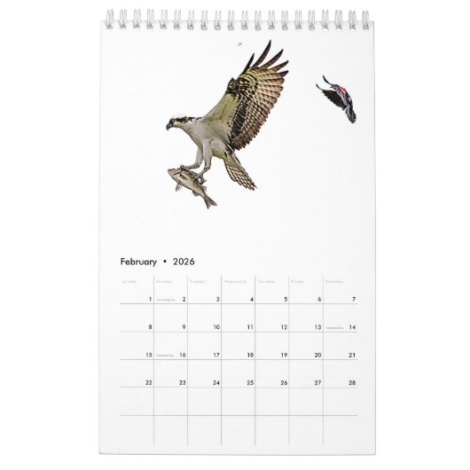 Osprey familie 2026 kalender (Feb 2026)