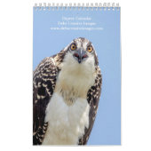 Osprey familie 2026 kalender (Hoes)