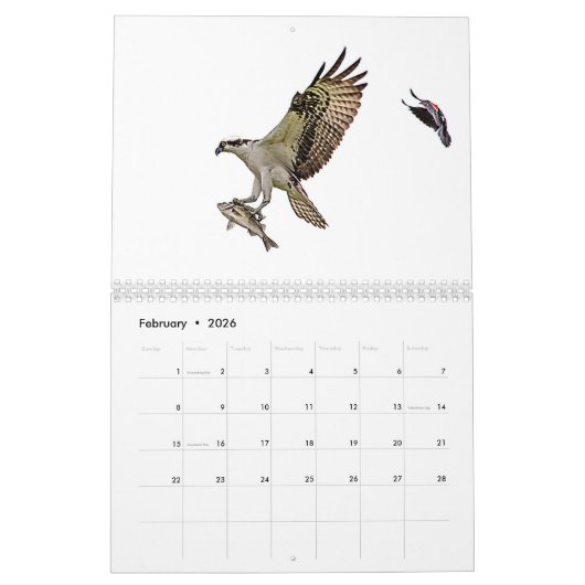Osprey familie 2026 kalender (Feb 2026)