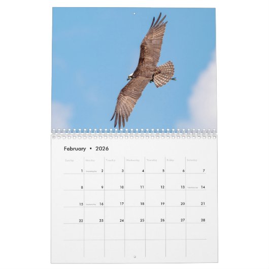 Osprey familie 2026 kalender (Feb 2026)