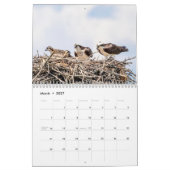 Osprey familie 2026 kalender (Mar 2027)