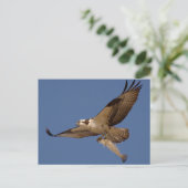 Osprey Fisher Briefkaart (Staand voorkant)