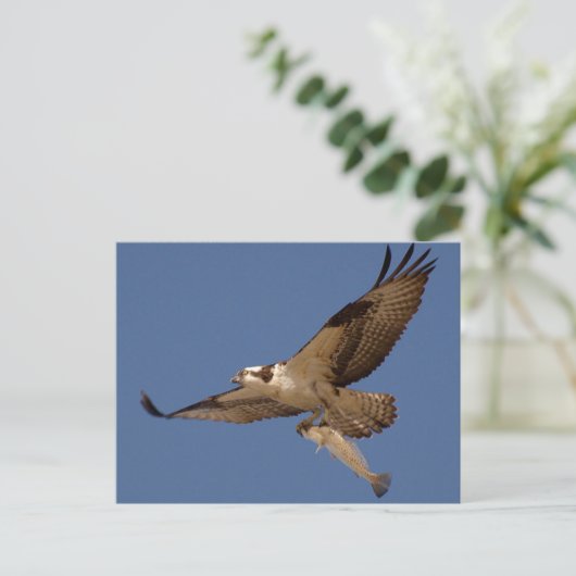 Osprey Fisher Briefkaart (Staand voorkant)