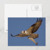 Osprey Fisher Briefkaart (Voorkant / Achterkant)