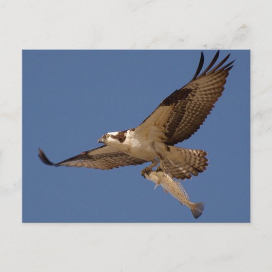 Osprey Fisher Briefkaart (Voorkant)