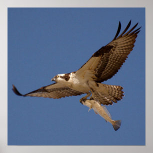 Osprey Fisher Poster