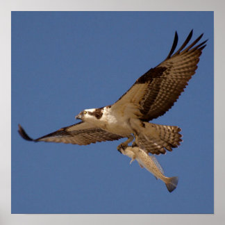 Osprey Fisher Poster