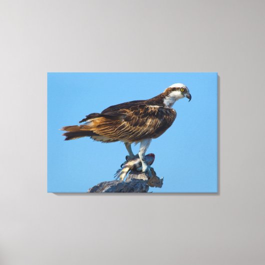 Osprey, Florida Canvas Afdruk (Voorkant)