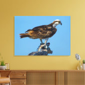 Osprey, Florida Canvas Afdruk (Insitu (Woonkamer))