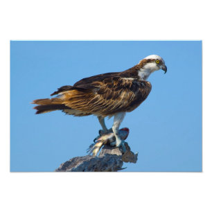 Osprey, Florida Foto Afdruk