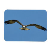 Osprey Flying! Magneet (Horizontaal)