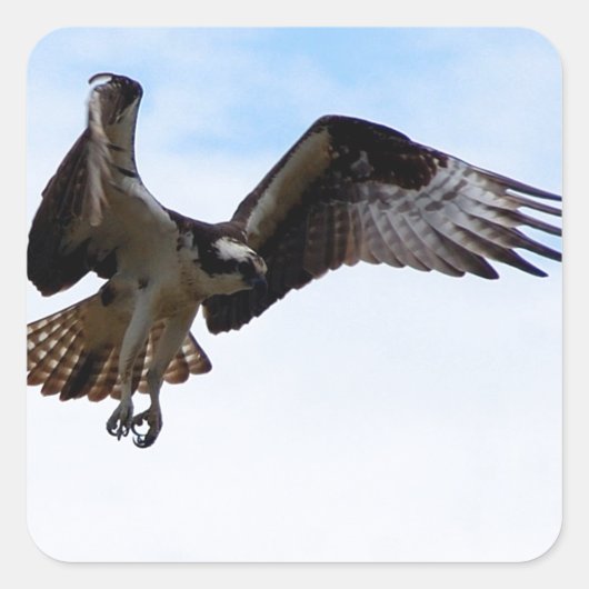 Osprey havik die een oppervlaktevis aanvalt. vierkante sticker (Voorkant)