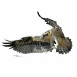 Osprey hawk Photo Sculpture Staand Fotobeeldje<br><div class="desc">Foto van een Osprey- of Hawk-vlucht,  als foto-sculptuur. — Foto is auteursrechtelijk beschermd door mij,  de fotograaf.</div>