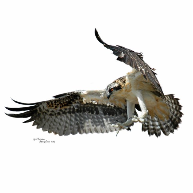 Osprey hawk Photo Sculpture Staand Fotobeeldje (Voorkant)