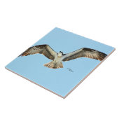 Osprey hawk vliegende Tegel Tegeltje (Zijkant)