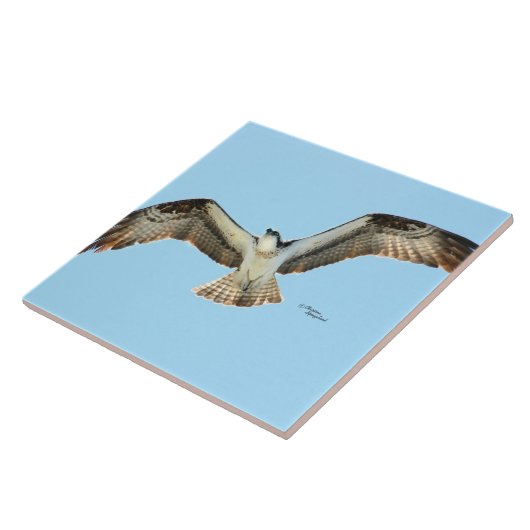 Osprey hawk vliegende Tegel Tegeltje (Zijkant)