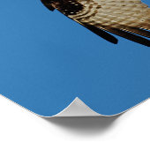 Osprey Hovering Poster (Hoek)