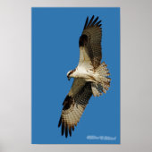 Osprey Hovering Poster (Voorkant)