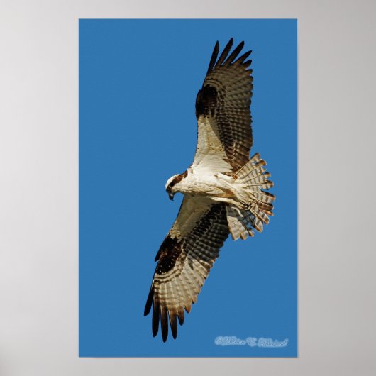 Osprey Hovering Poster (Voorkant)