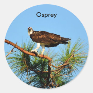 Osprey in de Wilde Ronde Sticker