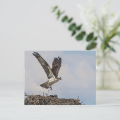 Osprey in een nest briefkaart (Staand voorkant)
